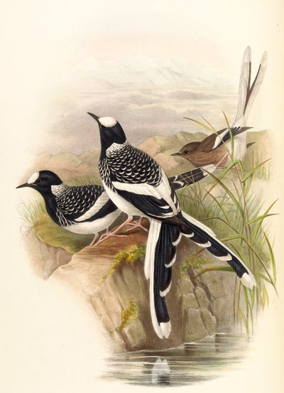 Spotted Forktail by John Gould